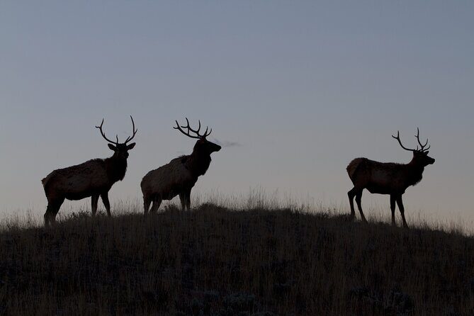 Private Yellowstone Highlights Tour - Final Thoughts