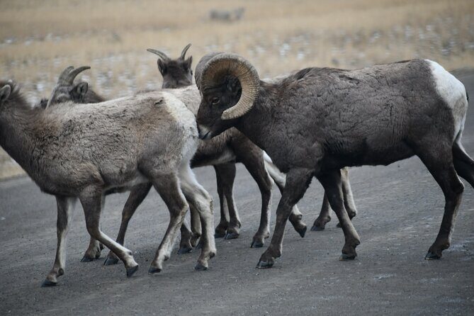 Private Yellowstone Park Van Tours from Bozeman and Big Sky - In-Depth Look at the Experience