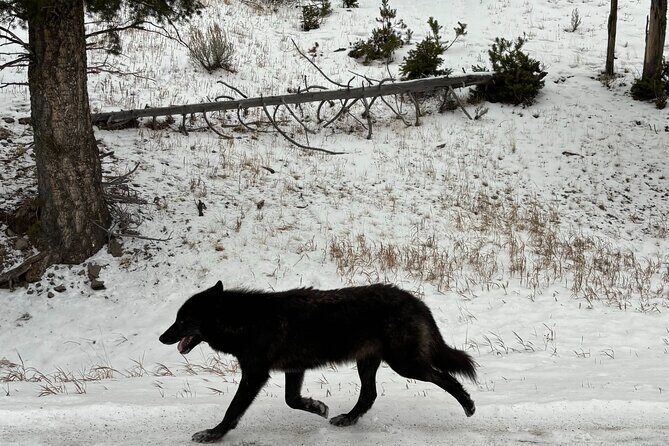Private Yellowstone Park Van Tours from Bozeman and Big Sky - FAQ