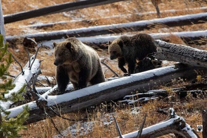 Private Yellowstone Wildlife and Photo Tours West Yellowstone - The Experience: An In-Depth Look