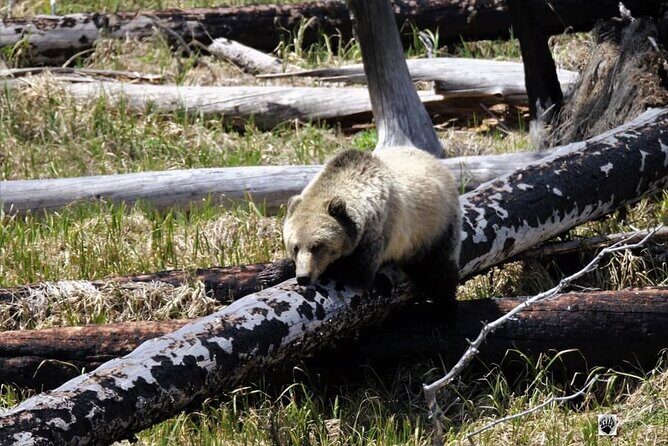 Private Yellowstone Wildlife and Photo Tours West Yellowstone - Authentic Tips from Reviews