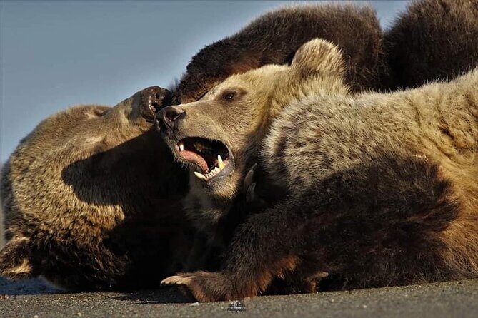 Private Yellowstone Wildlife and Photo Tours West Yellowstone - The Sum Up