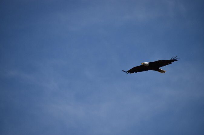 Private Yellowstone Wildlife Tour for Up to 10 Guests - FAQ