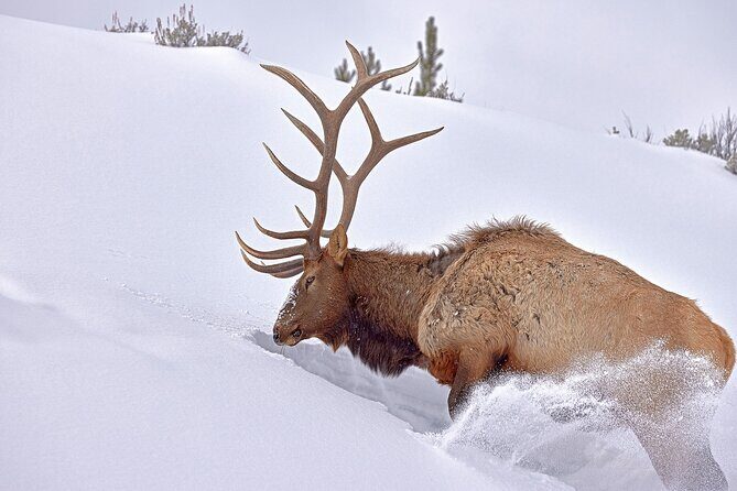 Private Yellowstone Wildlife Tours & Photo Safaris - Half Day - The Experience: What to Expect on This Half-Day Yellowstone Tour
