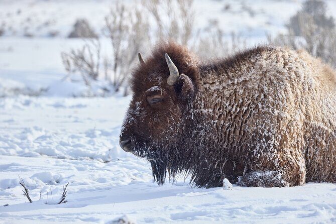 Private Yellowstone Wildlife Tours & Photo Safaris - Half Day - FAQ
