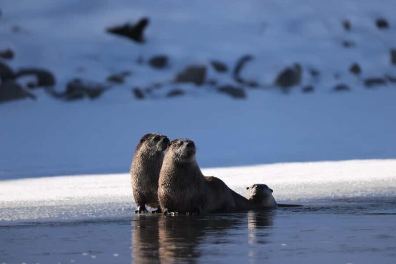 Private Yellowstone Winter Safari and Wolf Watching Tour - A Closer Look at the Yellowstone Winter Safari Experience