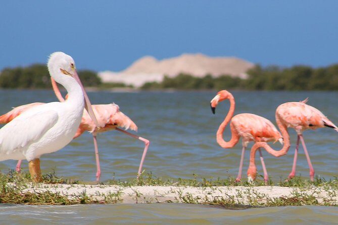 Private Yucatan Discovery Tour - An In-Depth Look at the Yucatan Discovery Tour