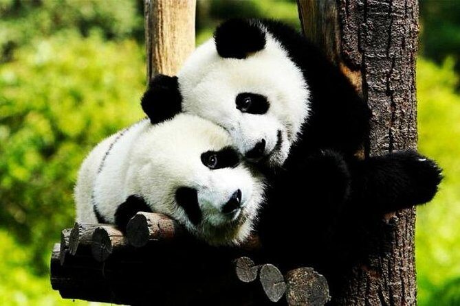 Private Zhujiajiao Water Town Tour with Shanghai Zoo and Panda - The Itinerary: What to Expect on Your Day Out