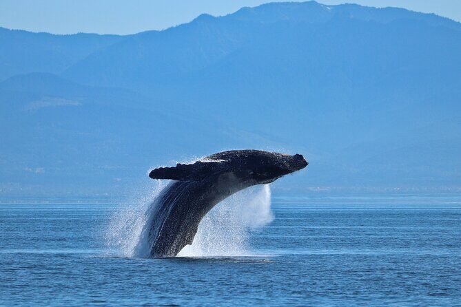 Private Zodiac Whale Watching Tour from Victoria - The Itinerary: How Your Marine Adventure Unfolds