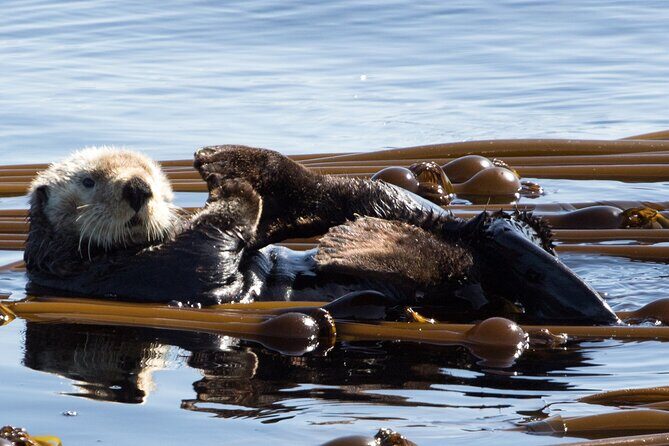 Private Zodiac Whale Watching Tour from Victoria - Practical Details & Tips for Your Trip