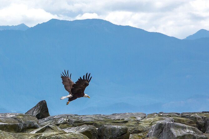 Private Zodiac Whale Watching Tour from Victoria - Who Should Consider This Tour?