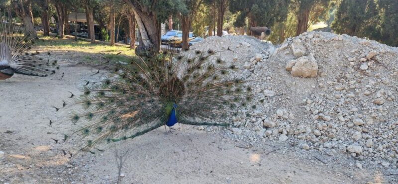 Private:Filerimos Hill, Ancient Kamiros,Kritinia Castle Tour - FAQ