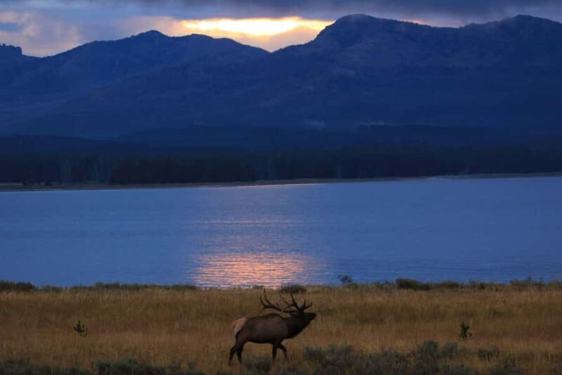 Privately Guided Safari at Sunset from West Yellowstone - Key Points
