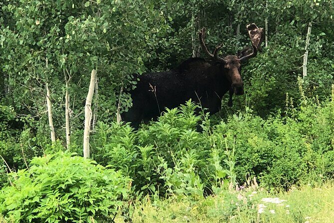 Privately Guided Scenic Mountain Hike - Final Thoughts: A Truly Authentic Park City Experience