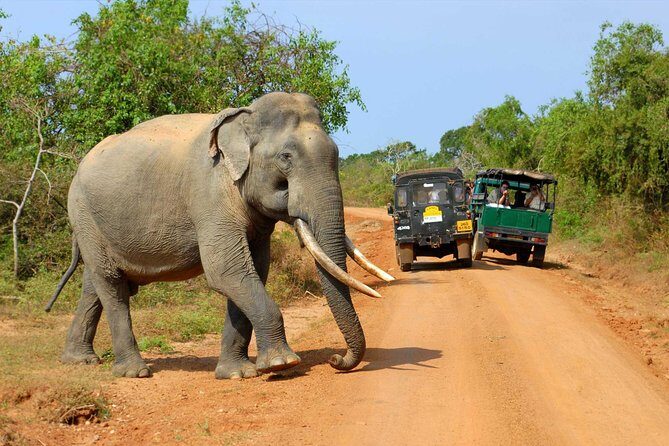Privet One Day Udawalawe National Park Elephant Safari - Exploring the Itinerary: What You Can Expect