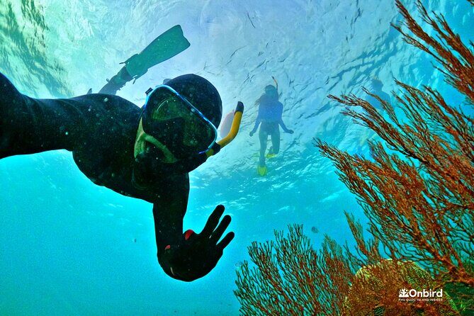 PRO-SNORKELING to Explore The Coral Jungle REEF (MAX 10 PAX) - Key Points