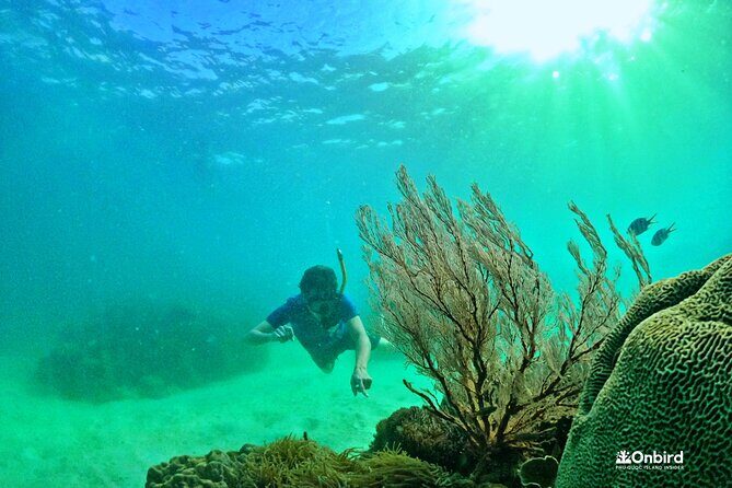 PRO-SNORKELING to Explore The Coral Jungle REEF (MAX 10 PAX) - The Value of this Snorkeling Tour