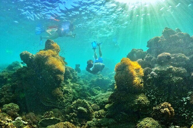 PRO-SNORKELING to Explore The Coral Jungle REEF (MAX 10 PAX) - FAQ