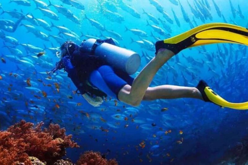 Professional Guided Scuba Diving: Swim with colorful fish. - Who Should Consider This Tour?