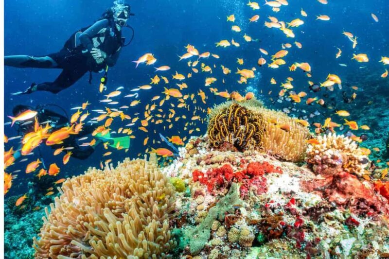 Professional Guided Scuba Diving: Swim with colorful fish. - Final Thoughts