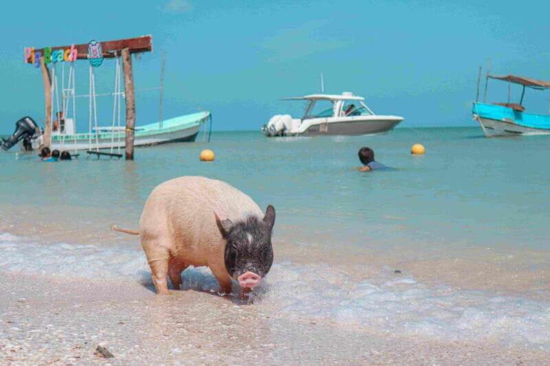 Progreso: Isla Columpios and Pig Beach Club Day Pass - FAQ