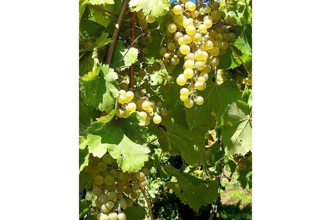 Prosecco and Cheese Tasting. From Venice. Full day - The Value of This Tour