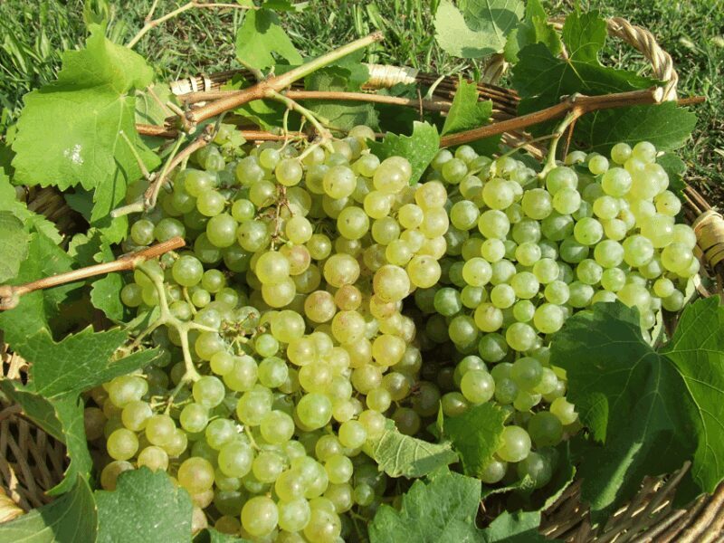 Prosecco Tasting in Countryside Winery - An In-Depth Look at the Veneto Prosecco Experience