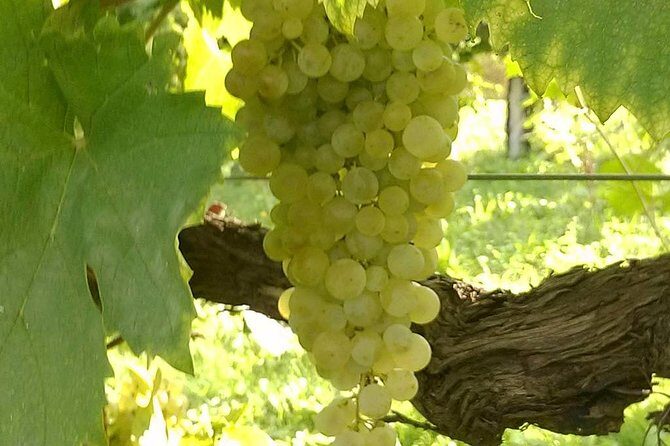 Prosecco Tour and Tasting from Venice - Key Points