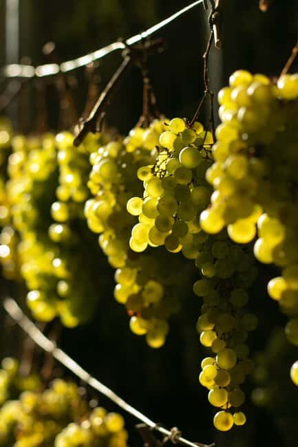 Prosecco tour in Valdobbiadene: Wine tasting and local products - Key Points