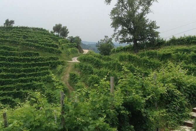 Prosecco Wine Tour. Half-day. From Venice - Value and What You Get for $170