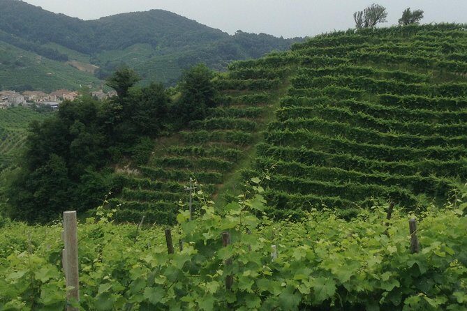 Prosecco Wine Tour With Tiramisu' From Venice - An Overview of the Experience