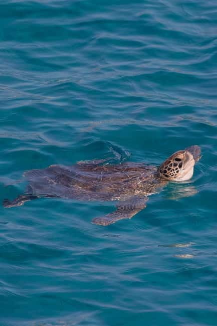 Protaras:Cape Greco, Turtle Cove & Blue Lagoon Sunset Cruise - Key Points