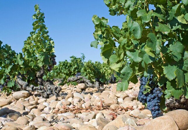 Provence Cru Wine Small-Group Half-Day Tour from Avignon - Key Points