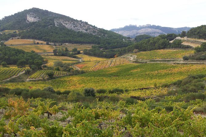Provence Cru Wine Small-Group Half-Day Tour from Avignon - An In-Depth Look: What You Can Expect
