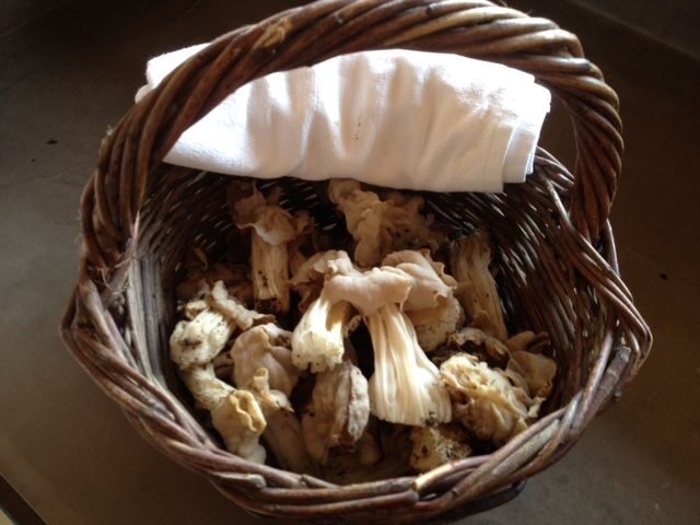 Provence: Mushroom Hunting with Outdoor Breakfast - Key Points