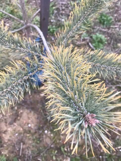 Provence: Mushroom Hunting with Outdoor Breakfast - The Experience Breakdown: What to Expect