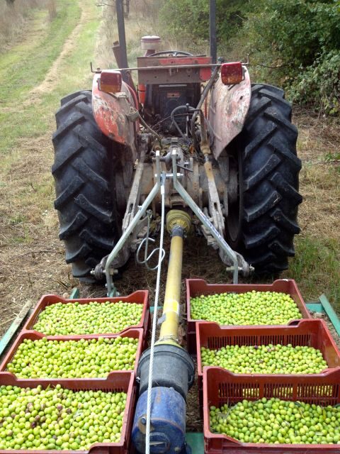 Provence Olive Harvest - An In-Depth Look at the Provence Olive Harvest Experience