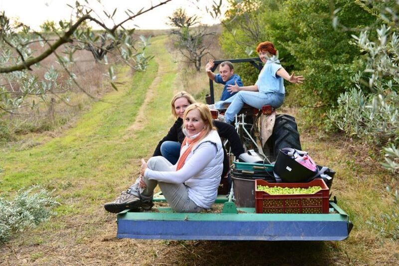 Provence Olive Harvest - FAQ