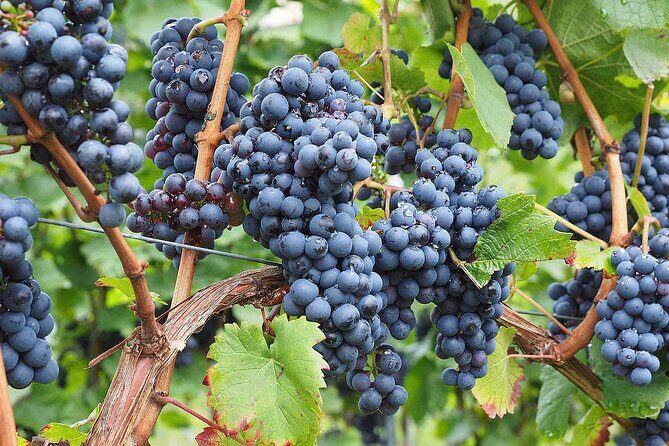 Provence Organic Wine Tasting Half Day Tour from Nice - Potential Drawbacks