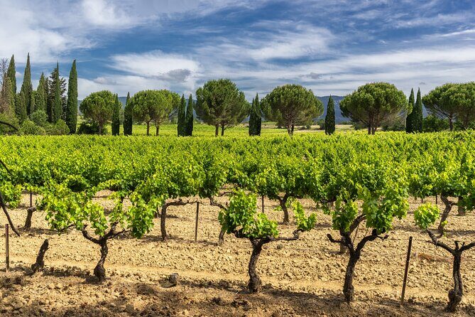 Provence small group half-day wine tour from Aix - The Scenery and Atmosphere