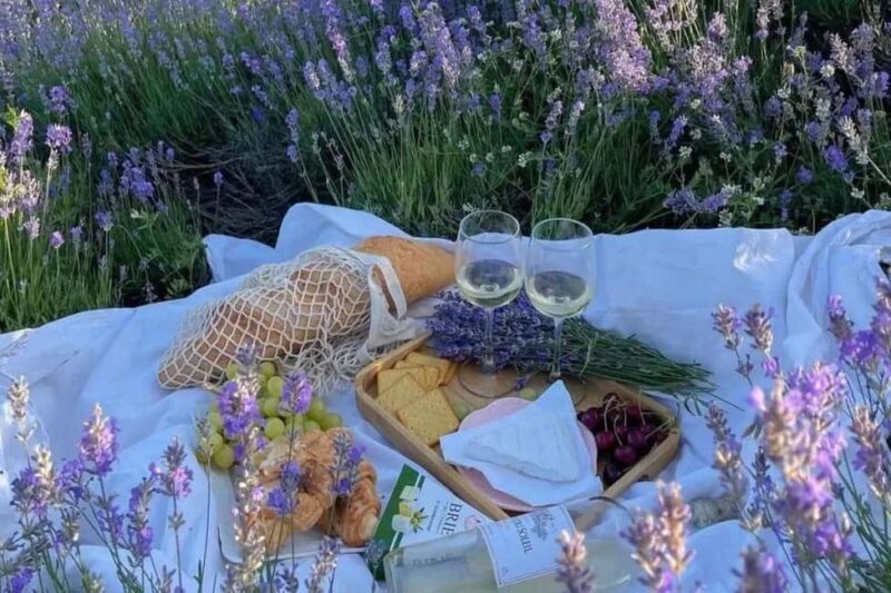 Provence: Valensole Lavender Fields Guided Full-Day Tour - Key Points