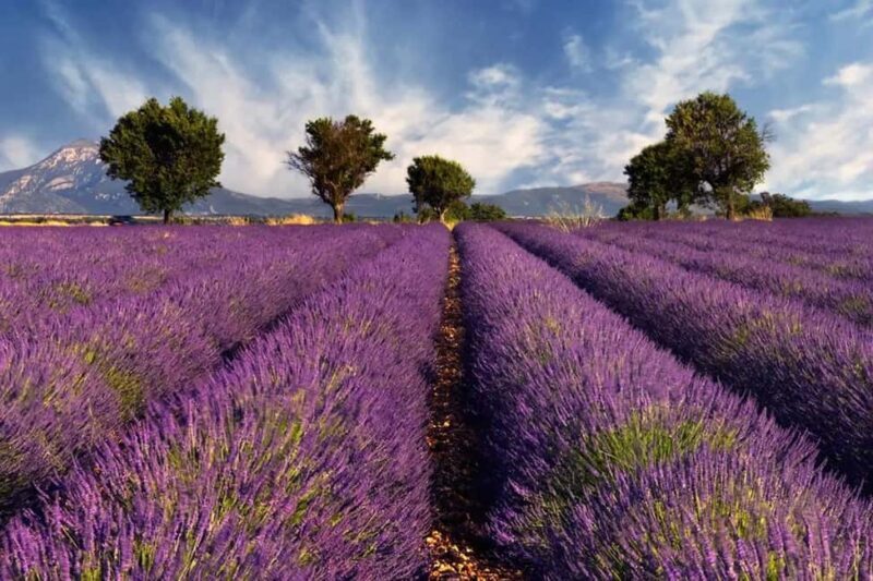 Provence: Valensole Lavender Fields Guided Full-Day Tour - Who Should Consider This Tour?