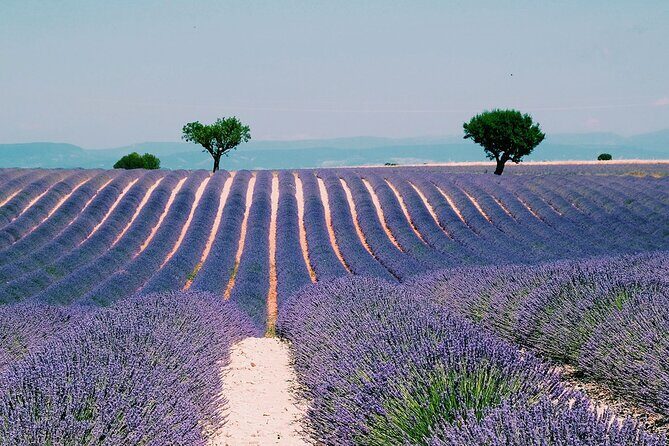 Provence, Vineyards and Lavender Fields Private Day Trip - Key Points