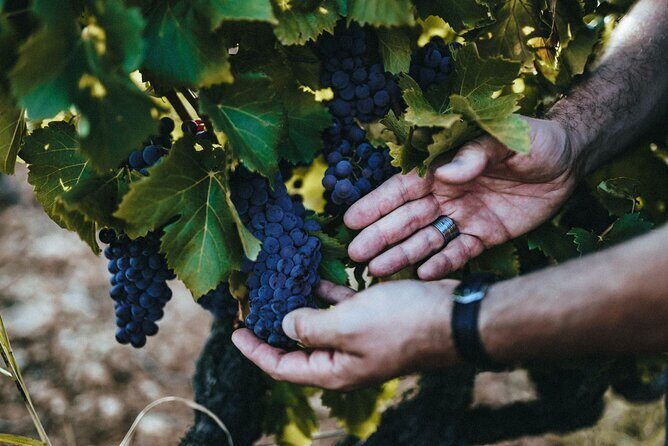 Provence Wine Tour - Private Day Tour from Antibes - The Itinerary Breakdown: What Makes Each Stop Special