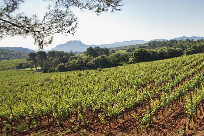 Provence Wine Tour - Private Day Tour from Cannes - The Sum Up