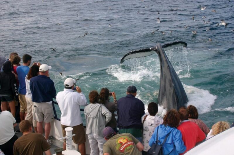 Provincetown: Whale Watching Cruise - What to Expect from the Provincetown Whale Watching Tour