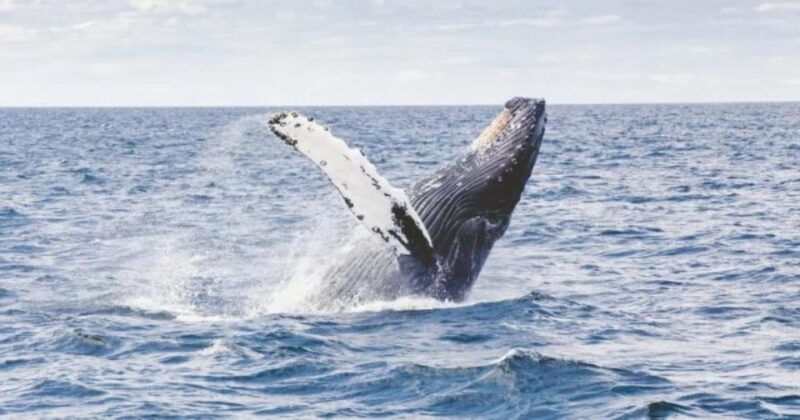 Provincetown: Whale Watching Cruise - The Practicalities: Price, Duration, and Comfort