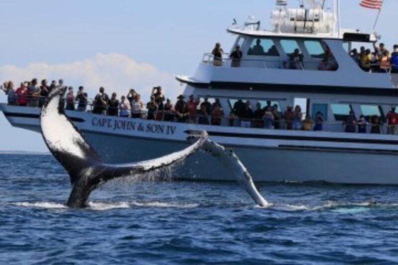Provincetown: Whale Watching Cruise - Who Should Consider This Tour?
