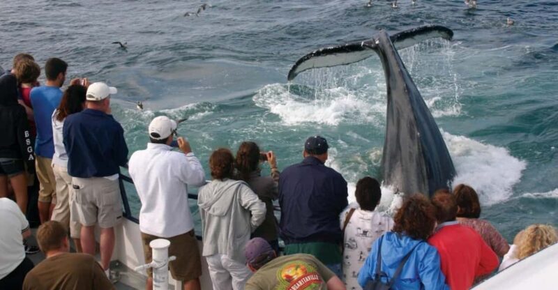 Provincetown: Whale Watching Cruise - The Sum Up