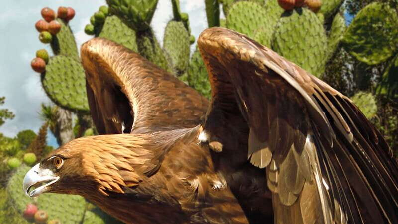 Puebla Africam Safari Park, Live an Unforgettable Adventure! - FAQ